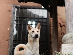 -杨家堂村
