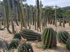 -东莞植物园