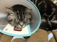 -凯特喵百思猫专科医院