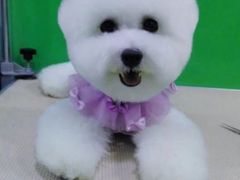 -芭比堂动物医院·24小时·眼科中心(深圳中心)