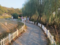 -大塘金香草谷