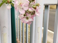 -青岛第三海水浴场