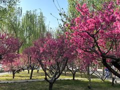 -莲花池公园