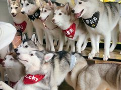 -Husky Go! 哈士奇体验馆·宠物咖啡厅狗咖