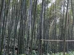 -蜀南竹海景区