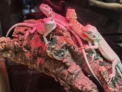 -酷以爬仙阁实体爬宠店·守宫·蜥蜴·专业繁育