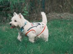 -趣多多宠物公园·宠物训犬学校·宠物寄养