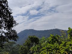 -深圳仙湖植物园