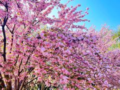 -莲花池公园