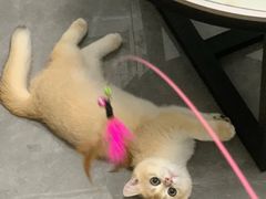 -lincat·猫舍(广州店)