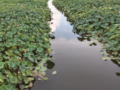 -荷塘月色湿地公园·向阳花洲
