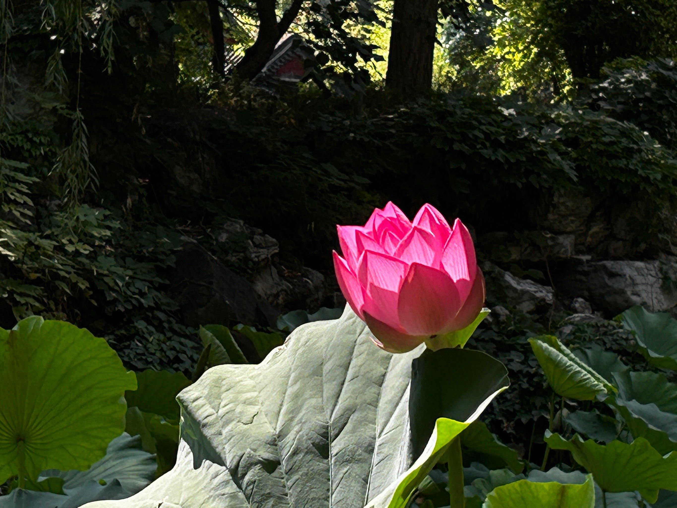 荷花池商场沙苑子行情如旧 货源走势偏慢