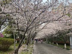 -高东镇樱花园