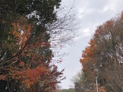 -青枫公园