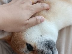 -怪兽屋·羊驼·猫咖·狗咖(俊华广场店)