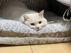 -宠福鑫康馨动物医院·骨科·眼科