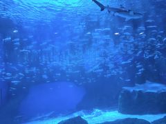 -海合安成都极地海洋公园