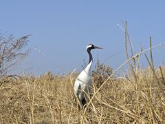 -盐城丹顶鹤湿地生态旅游区