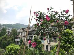 -先机泉水鸡汤(南山老君洞店)