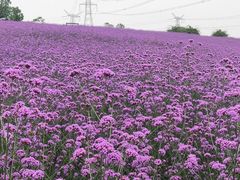 -紫颐香薰山谷景区