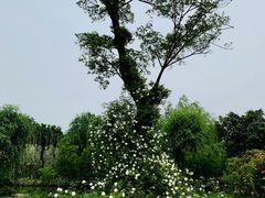-鹅湖玫瑰文化园