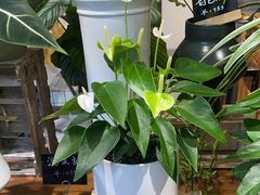 -弗劳尔花艺坊(龙涛店)