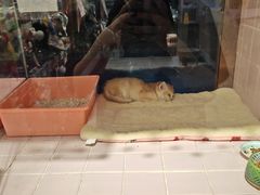 -FAELING PETS美天灵宠物(富力广场店)
