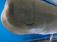 -上海海洋大学鱼文化博物馆(军工路校区)