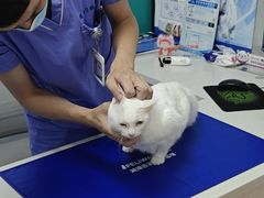 -博特宠物医院24h犬猫全科.骨科·异宠