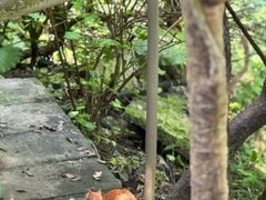 -鼎湖山风景区