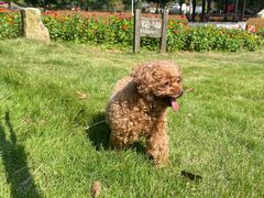 -爱侣宠医·鹦鹉专科·小型哺乳类·异宠专科(灵石路店)