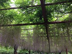 -嘉定紫藤园