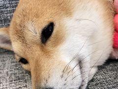 -南京Hallo宠物乐园·哈罗犬舍·柴犬繁育基地