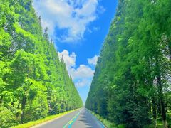 -黄海国家森林公园