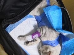 -美联众合动物医院·24h京西诊疗中心
