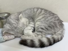 -艾贝尔宠物诊疗