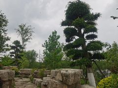 -九科绿洲