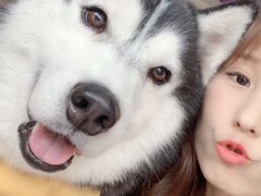 -Husky Go! 哈士奇体验馆·宠物咖啡厅狗咖