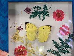 -上海大自然野生昆虫馆