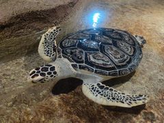 -大连圣亚海洋世界