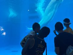-海合安成都极地海洋公园