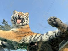 -西霞口神雕山野生动物世界