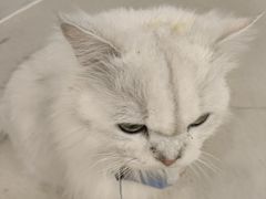 -共舞时光猫咖·狗咖(新街口店)