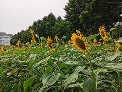 -百万葵园