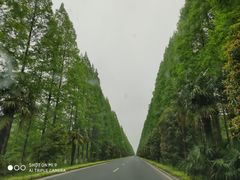 -黄海国家森林公园