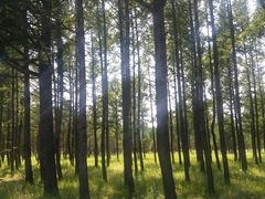 -塞罕坝国家级自然保护区