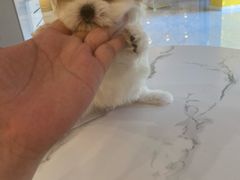 -宠爱多约克夏马尔济斯泰迪小型犬专卖