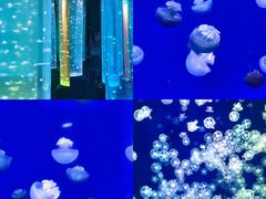 -海合安武汉极地海洋公园