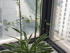 -新湖明珠城