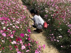 -田园东方蜜桃村的田野营地